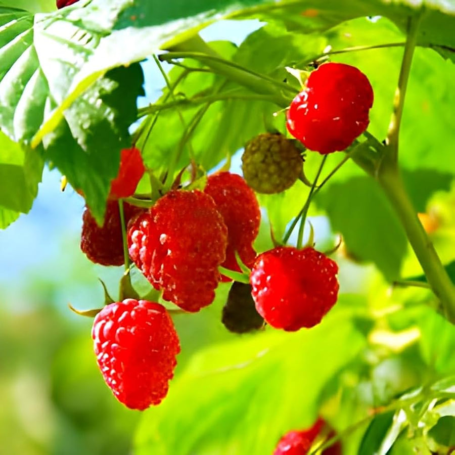Raspberry Seeds