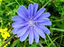 Chicory Seeds (Cichorium intybus) for seasonal color across the Herb Garden & Flower Bed