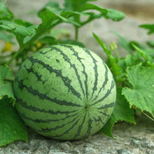 Giant Watermelon Seeds for home growers seeking a reliable harvest