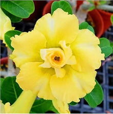 Adenium Obsum Desert Rose Jaune Double Sunrise Seeds for growers seeking a long-blooming display