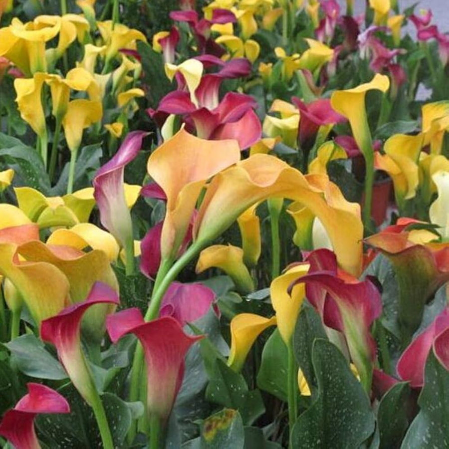 Calla Lily (Zantedeschia) flower bulbs for planting