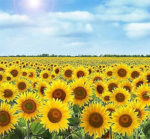 Sunflower Teddy Bear Seeds (Helianthus annuus) for seasonal color across the Garden