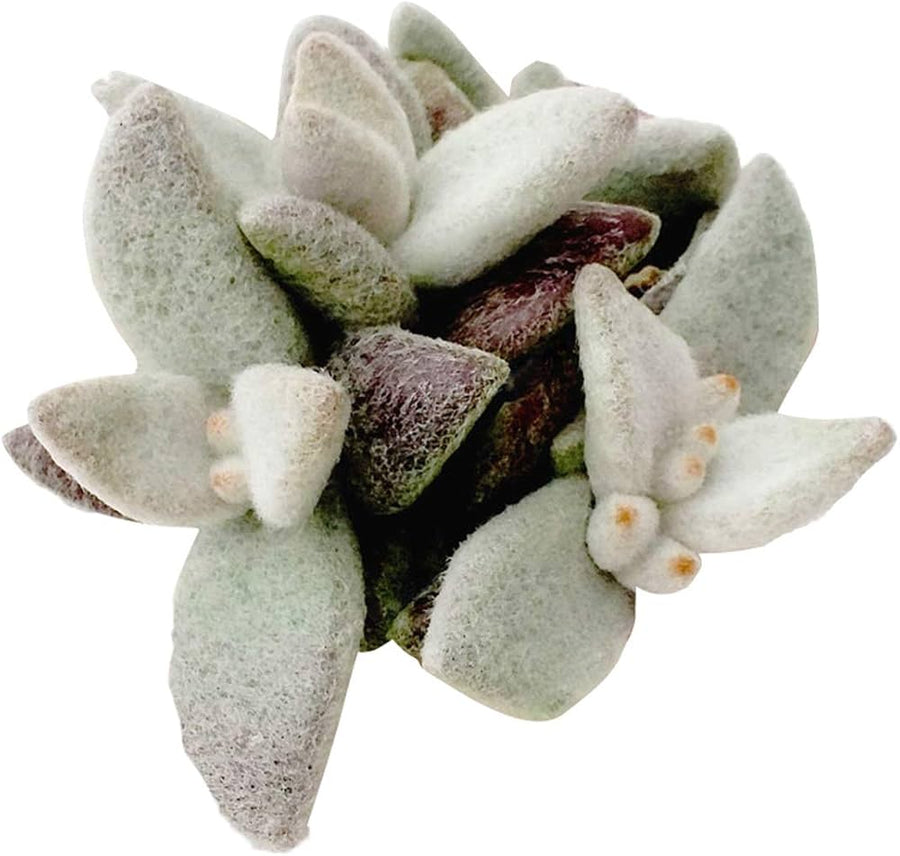 Kalanchoe blossfeldiana for planting in flower bed