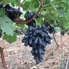 Bonsai Finger Grape Seeds (Vitis vinifera) for growers wanting a homegrown harvest
