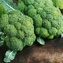 Broccoli ‘Kaiser’ vegetable Seeds for home growers seeking a reliable harvest