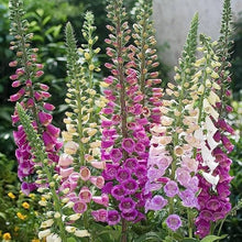 Foxglove Digitalis Purpurea Mixed Seeds for growers seeking a long-blooming display