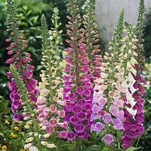 Bonsai Foxglove Seeds for a lasting addition to the Garden Planting