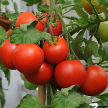 Tomato Seeds (Solanum lycopersicum) for productive rows in the Kieselstein All-Purpose in Kitchen Garden
