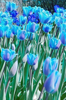 Perfume tulip blue seeds for fragrant spring garden