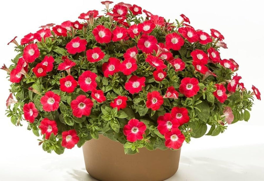 Pink and red petunia flower seeds