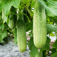 Cucumber Seeds for a productive addition to the vegetable patch