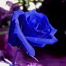 Viola Blue Rosa flower seeds producing delicate, violet-blue blossoms with subtle petal veining, perfect for flower beds and borders