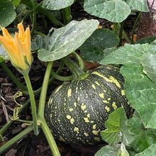 Galeux d'Eysines Pumpkin Seeds known for fall Harvest