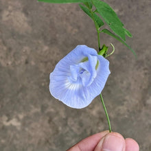 Mini sky blue flower seed for planting