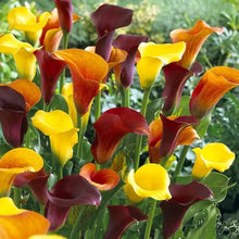 Calla Lily Zantedeschia Species Seeds for a bright addition to the Flower Bed & Urban Garden
