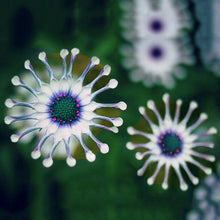 Daisy Felicia Amelloides Exotic Blue Seeds for a lasting display in the Decorative Home Pots