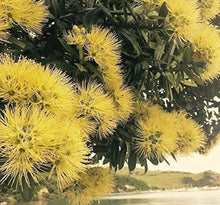 Pohutukawa Seeds (Metrosideros excelsa) for a lasting display in the Landscape