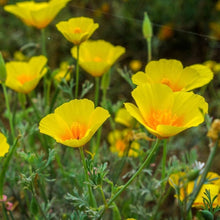 California Poppy Yellow Grass Seeds for filling out open ground