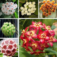 Hoya Hoya Carnosa Rare Seeds for a lasting display in the Home Indoor Pots