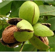 Evergreen Walnut Velvet Organic Non-GMO Fruit Nut Tree Bonsai Seeds for sweet homegrown fruit in the Your Garden