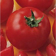 Boxcar Willie Heirloom Tomato Seeds (Solanum lycopersicum) known for robust, red heirloom tomatoes with balanced flavor