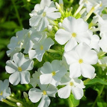 Bright White Phlox Seeds (Phlox paniculata) for seasonal color across the home garden pollinator zone