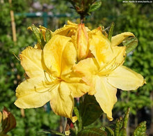 Yellow Rhododendron Rhododendron spp. Seeds for planting in flower bed