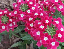 Verbena Hybrida Seeds (Verbena spp.) for growers filling out the Flower Bed & Cottage Garden