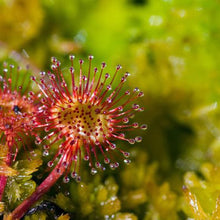 Sundew Plant Seeds for gardeners building out beds and borders