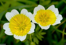 Poached Egg Limnanthes Douglasii Seeds for growers filling out the Decorative Cut Home Garden Borders