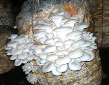 Lactarius Resimus Mushroom Seeds for a lasting display in the Growing in Garden