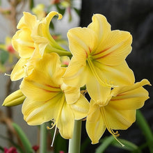 Yellow Sunrise Amaryllis Seeds (Hippeastrum spp.) for seasonal color across the Flower Bed & Indoor Garden
