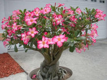 Spring Bonsai Philodendron Seeds for growers establishing the Types of Mix Flowering Plants in Courtyard Garden