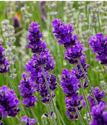 Yellow Lavender Seeds for a fragrant addition to the herb patch