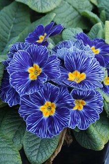 Common Blue Primrose Seeds known for beautiful Spring Blooms