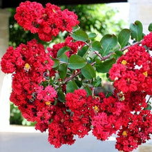 Crepe Myrtle Tree Seeds valued for red Flowering Varieties
