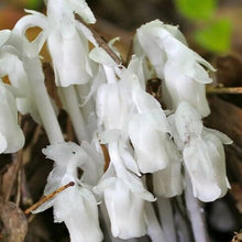 Monotropa Seeds (Monotropa uniflora) for seasonal color across the Flower Bed