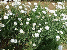 Bachelor Button Seeds (Centaurea cyanus) for colorful blooms in the wildflower garden flower border