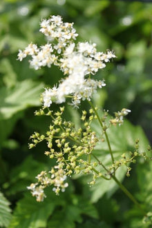 Meadowsweet Seeds (Filipendula ulmaria) for seasonal color across the herbal gardens and wetland areas