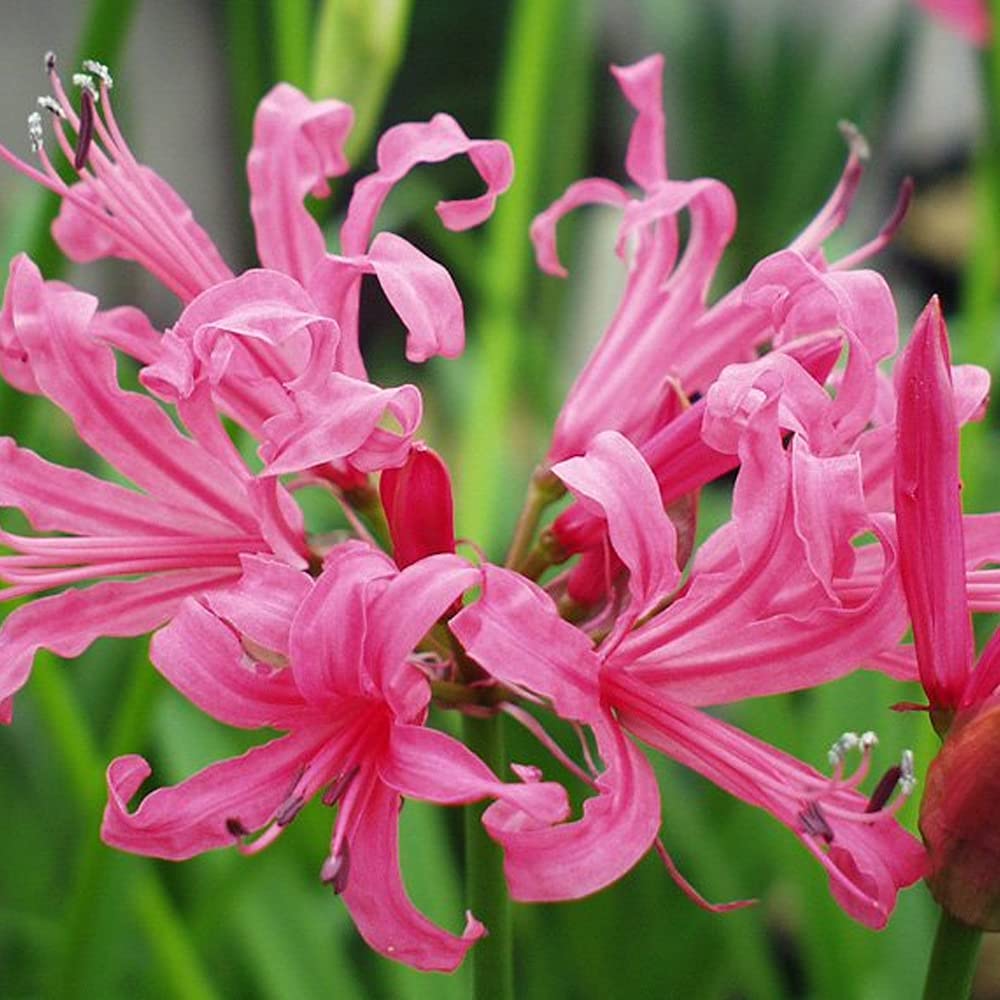 Lilium Brownii Pink Dot Perfume lily flower seeds for planting in vertical garden and outdoor pots - for planting in home garden
