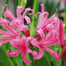 Lilium Brownii Pink Dot Perfume lily flower seeds for planting in vertical garden and outdoor pots - for planting in home garden