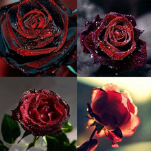 Rose True Blood Black Perennial Seeds for gardeners building out beds and borders
