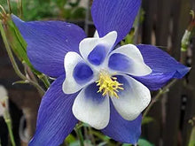 Aquilegia Blue Star Columbine Seeds valued for unique Blue Flowers