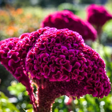 Cockscomb Seeds (Celosia argentea) for growers filling out the Flower Bed