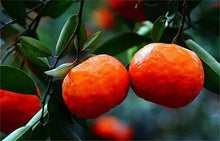 Citrus Citrus Reticulata Orange Tree Dwarf Bonsai Tangerine Seeds for growers planting the Indoor Small Gardens