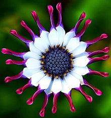 African Blue Daisy Seeds (Osteospermum ecklonis) for a lasting display in the Flower Garden Edge