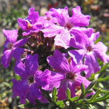 Moss Verbena Seeds (Verbena tenuisecta) for growers filling out the Flower Garden