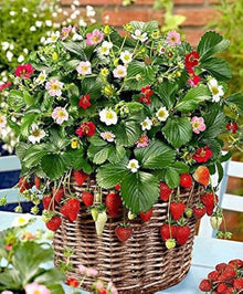 Rare Climbing Strawberry Seeds prized for colorful Fruit Vines