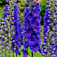 Larkspur Delphinium Consolida Ajacis flower Seeds for a lasting display in the home garden borders and backyard gardening spaces