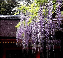 Wisteria Sinensis Seeds for a lasting display in the Garden